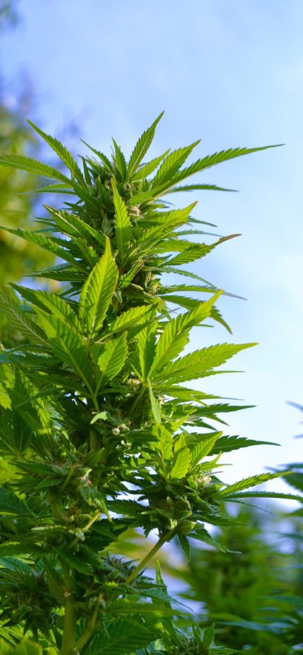 ai聊骚 App 的语气档位切换界面，自然俏皮稳妥三档横向排列，当前选中档位有明显描边高亮